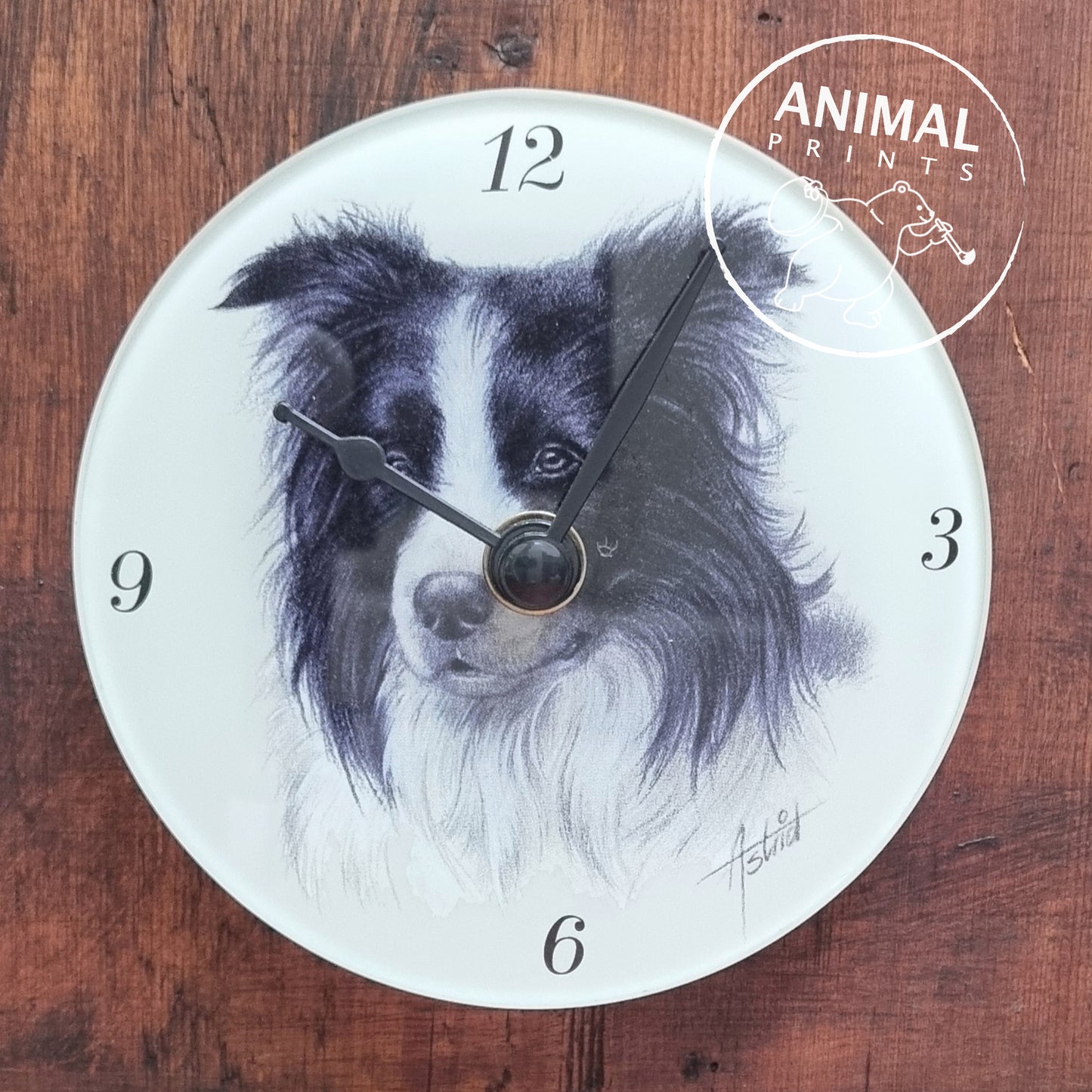 Bell-Border-Collie