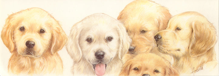 Smalle kaarten - Golden Retriever