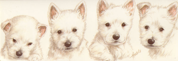 Schmale Karten - West Highland White Terrier