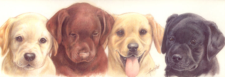 Narrow cards - Labrador Retrievers