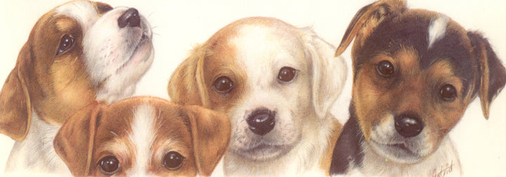 Narrow Cards - Jack Russell Terrier