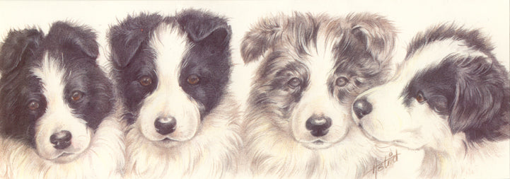 Narrow Cards - Border Collie