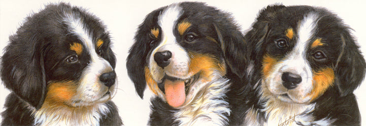 Narrow cards - Bernese Mountain Dog