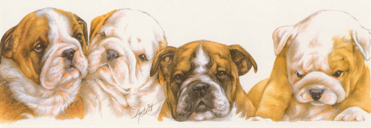 Narrow Cards - English Bulldog