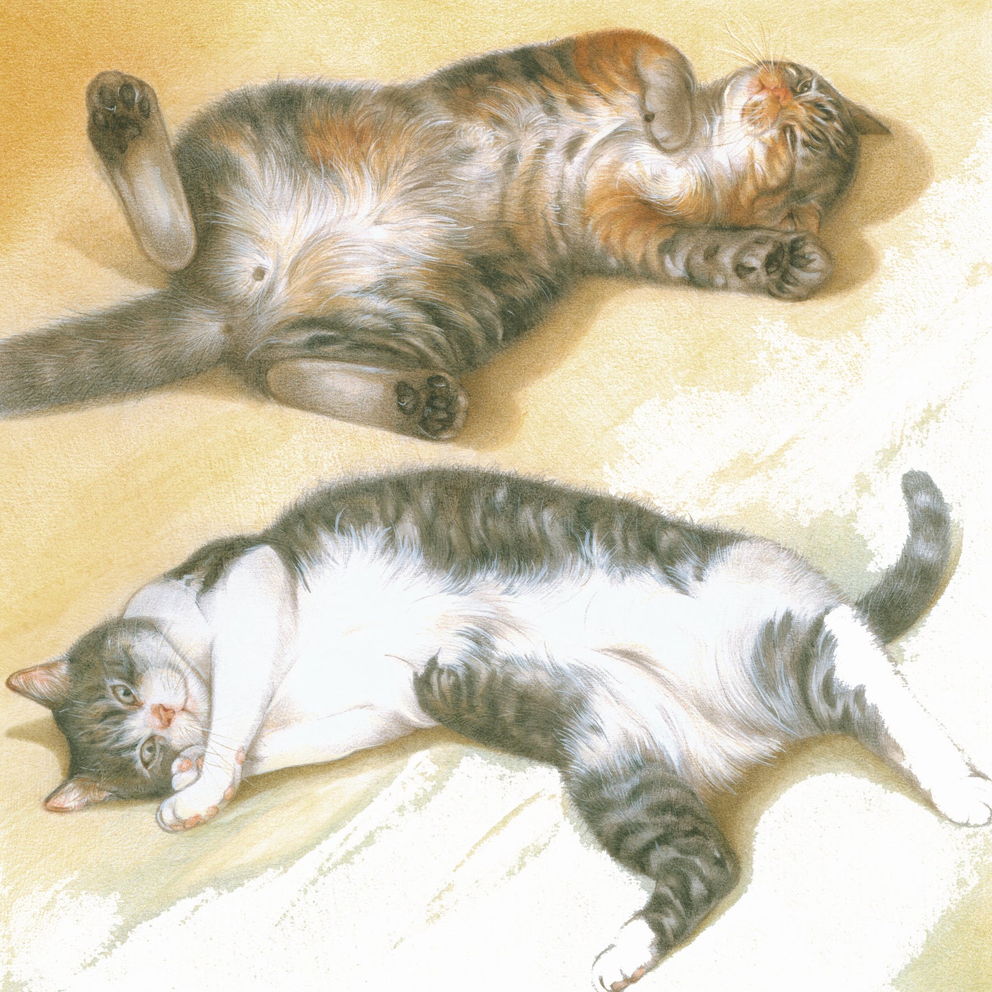 Vierkante kaart - Lekker even luieren, niets om je voor te schamen. (katten print)