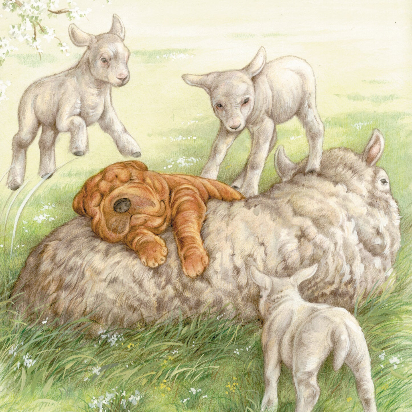 Vierkante kaart - Ligt echt heerlijk zo'n schapenwollen vachtje. (hond, sharpei, schapen)