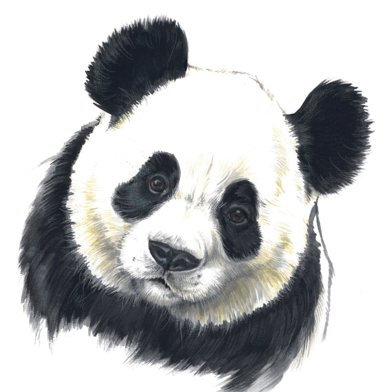 Quadratische Karte - Schau, du kannst mit diesem Panda sprechen