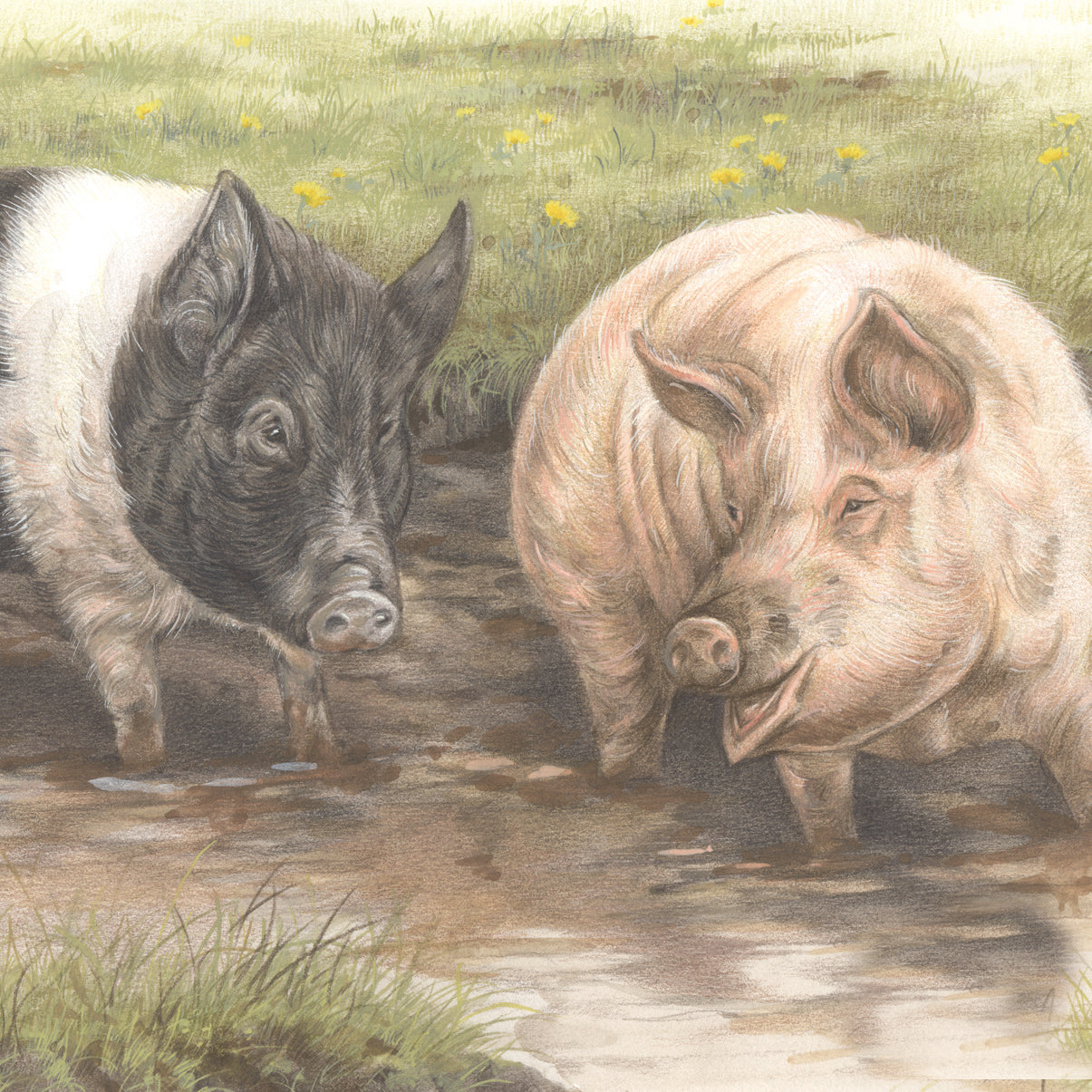 Vierkante kaart - We maken er een zwijnenstal van.. (varkens)