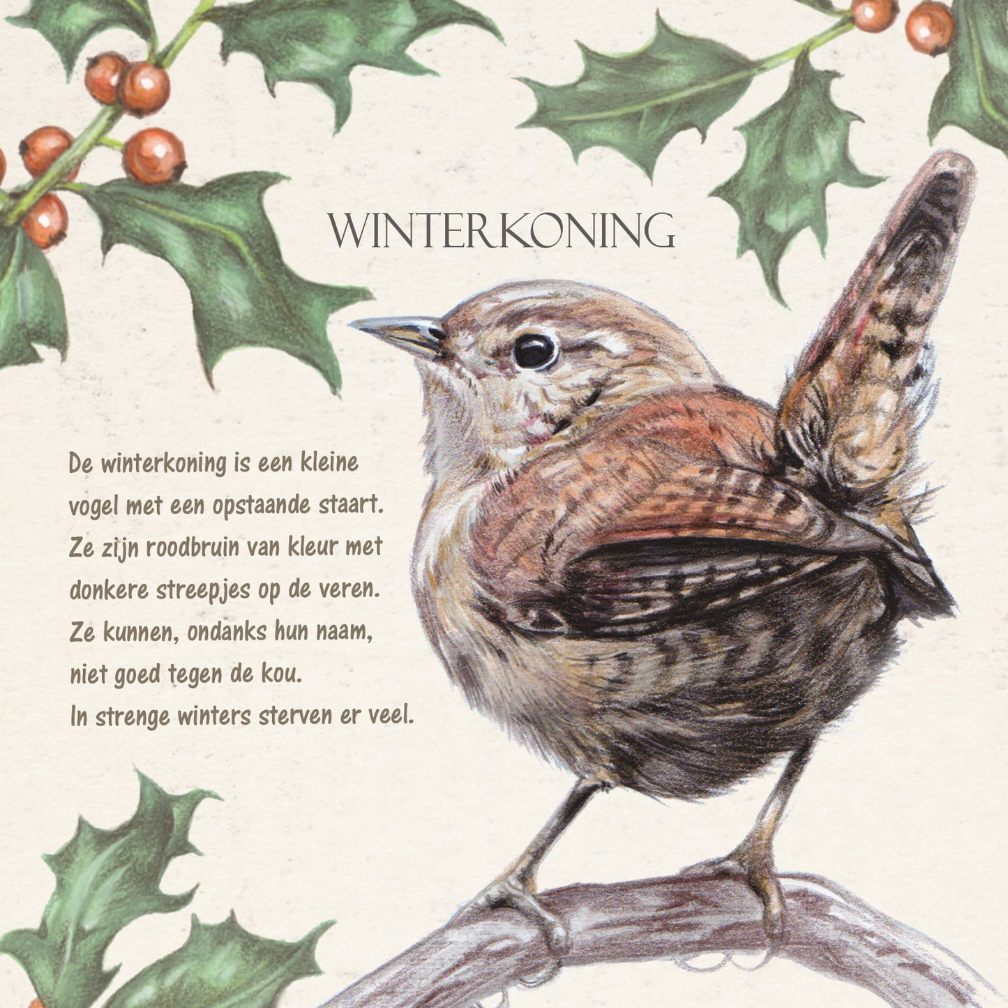 Vierkante kaart - Winterkoning (Vogel print)