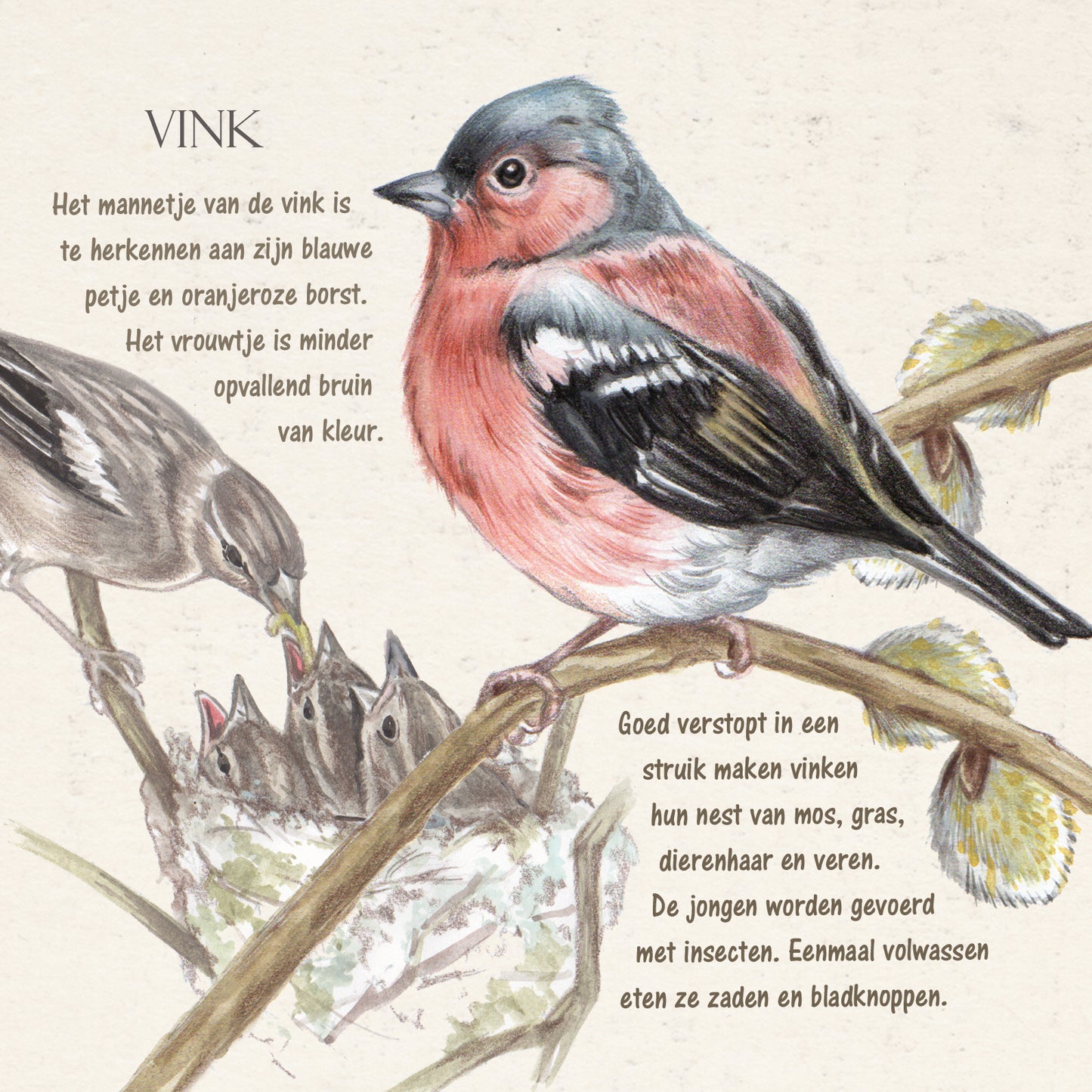 Vierkante kaart - Vink (Vogels)