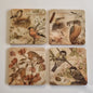 Set van 4 onderzetters - Vogelserie