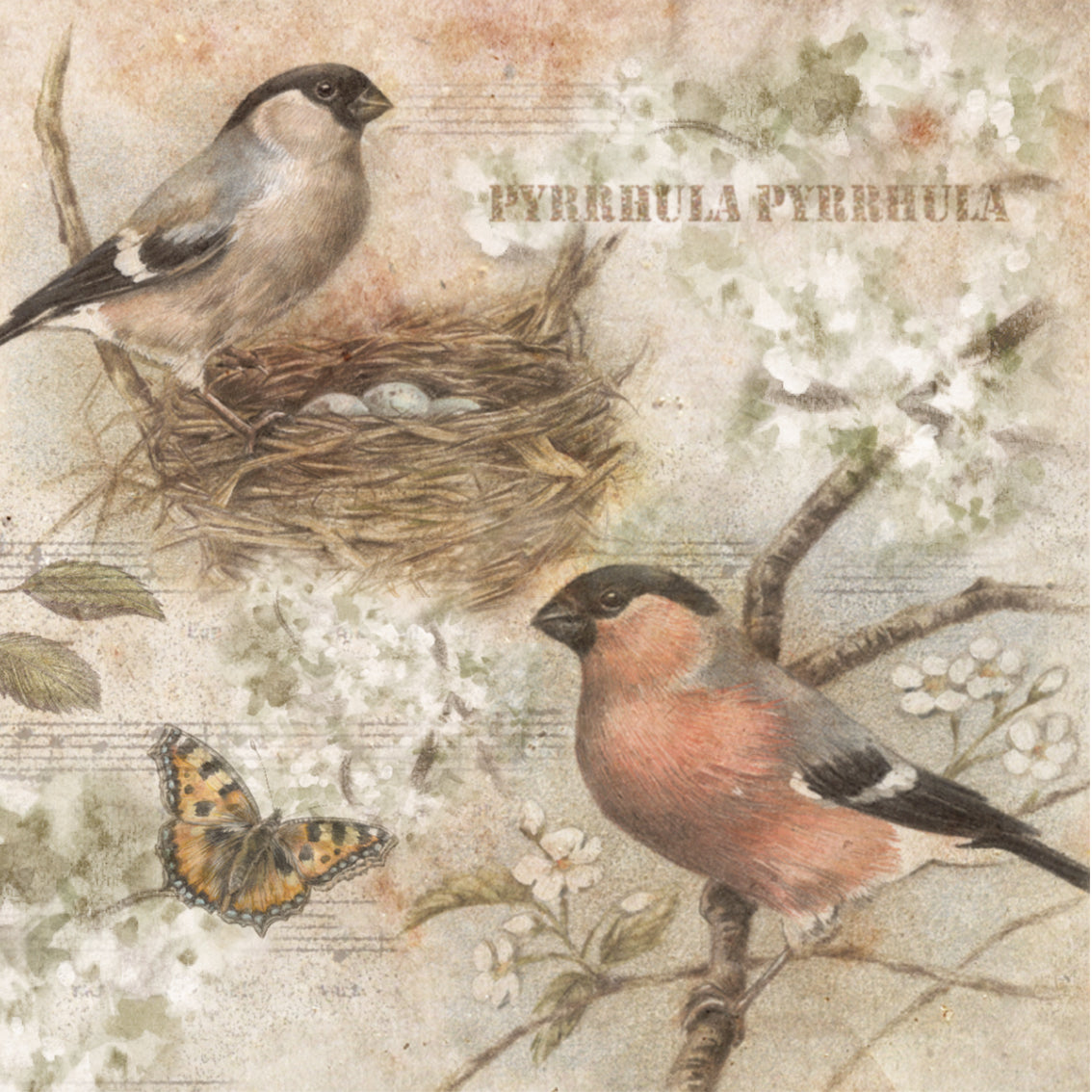 Set van 4 onderzetters - Vogelserie