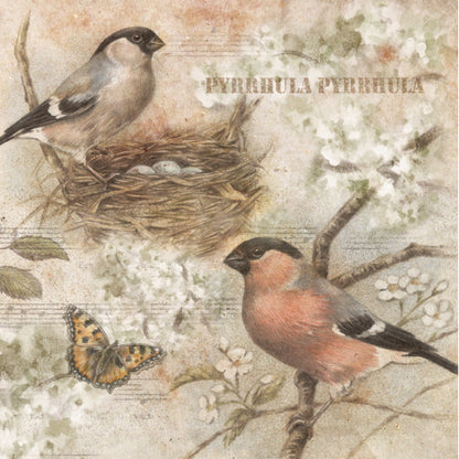 Set van 4 onderzetters - Vogelserie