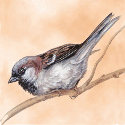 Set van 4 onderzetters - Vogelserie 2