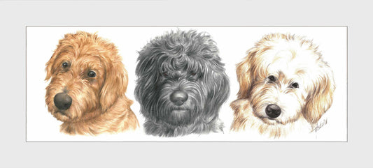 Reproduktion "Labradoodles in einer Reihe".