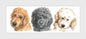 Reproduktion "Labradoodles in einer Reihe".