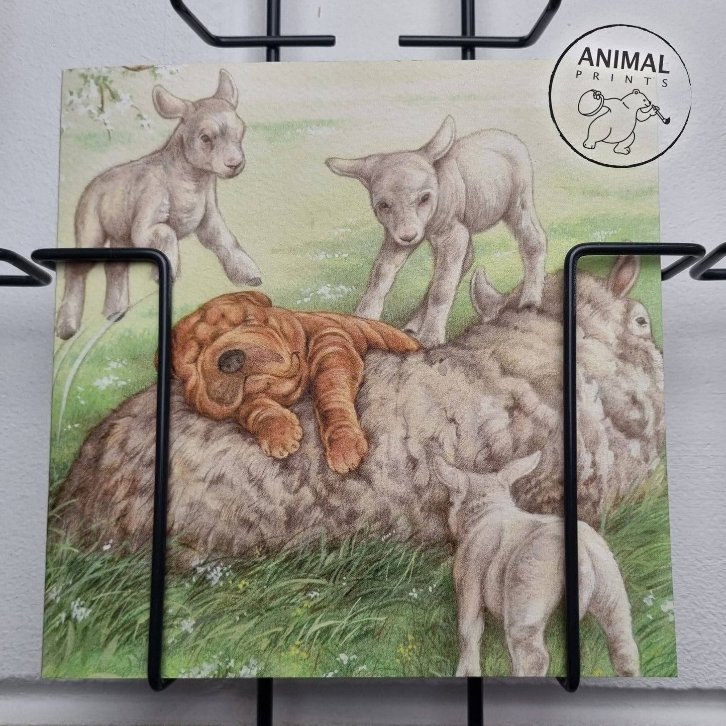 Vierkante kaart - Ligt echt heerlijk zo'n schapenwollen vachtje. (hond, sharpei, schapen)