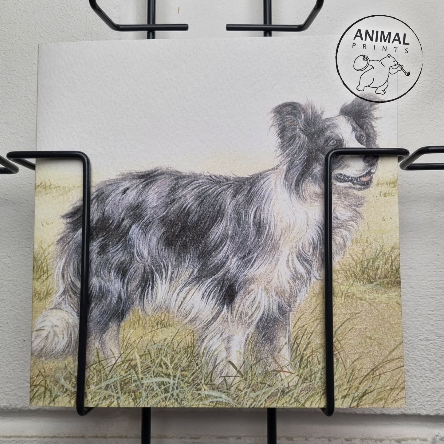 Quadratische Karte - Ein wunderschöner Border Collie, blue Merle