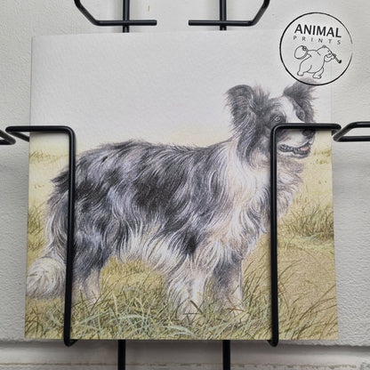 Quadratische Karte - Ein wunderschöner Border Collie, blue Merle