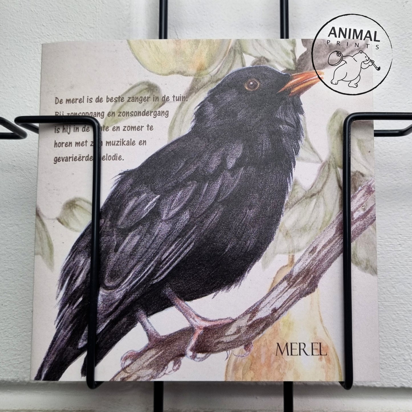 Vierkante kaart - Merel (Vogel)