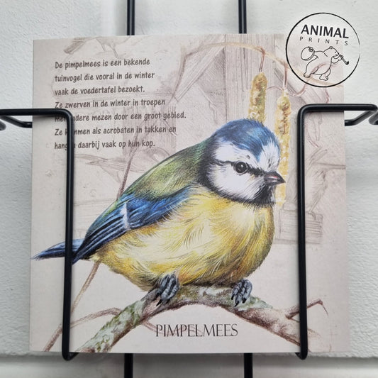 Vierkante kaart - Pimpelmees (Vogel)