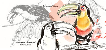 Mokkenserie Wildlife - Toekan