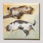 Koelkastmagneet - Liggende katten