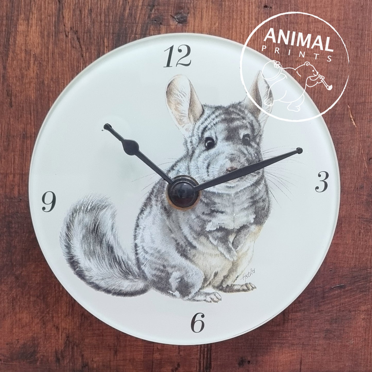 Klok Chinchilla