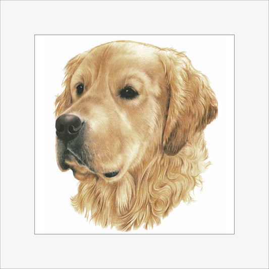 Reproduktion "Golden Retriever".