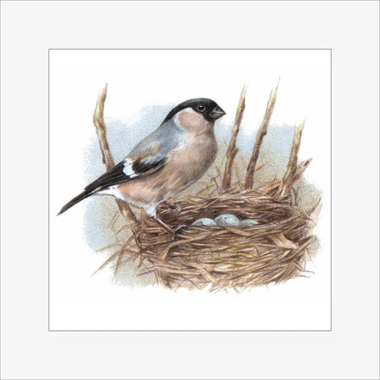 Reproduktion "Vogelnest".