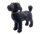 Beeld van Labradoodle (zwart en staand)