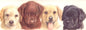 Smalle kaarten - Labrador Retrievers