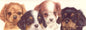 Narrow cards - Cavalier King Charles Terrier 