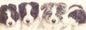Narrow Cards - Border Collie 