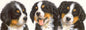 Narrow cards - Bernese Mountain Dog 