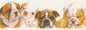 Narrow Cards - English Bulldog 