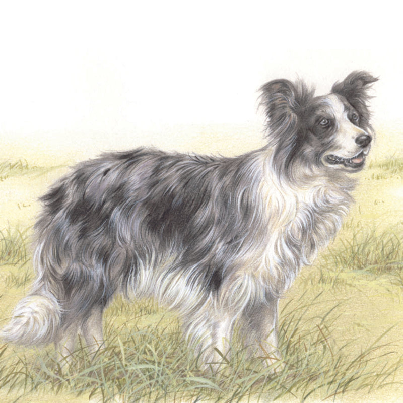 Quadratische Karte - Ein wunderschöner Border Collie, blue Merle