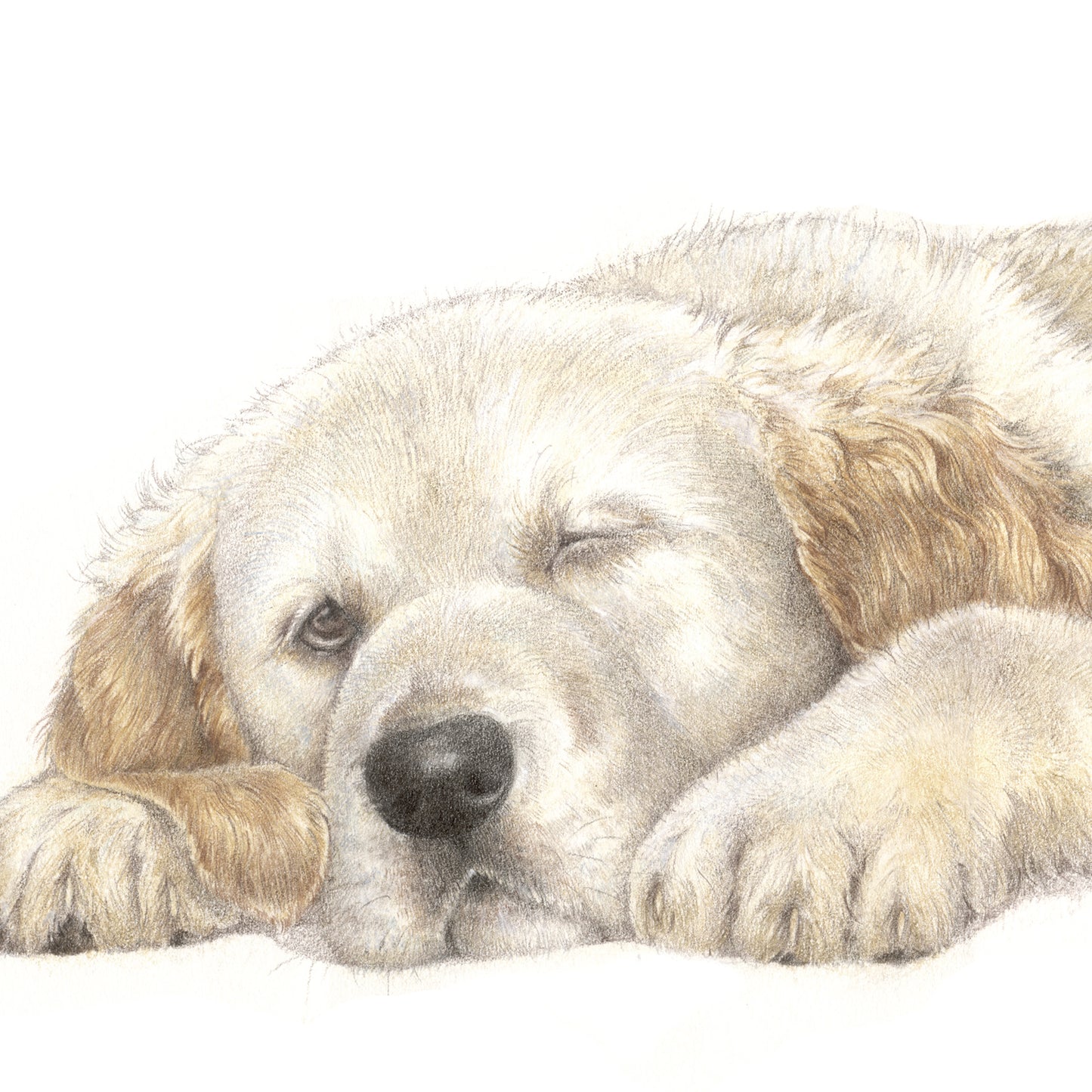 Vierkante kaart - Waarom haasten, als het rustig aan ook prima gaat... (honden print Golden Retriever)
