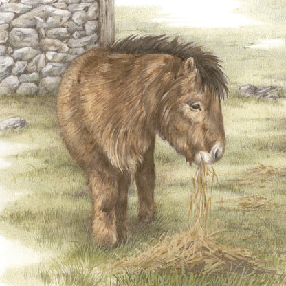 Quadratische Karte - Und schließlich ein Pony. Ganz allein fressend, das Shetlandpony.