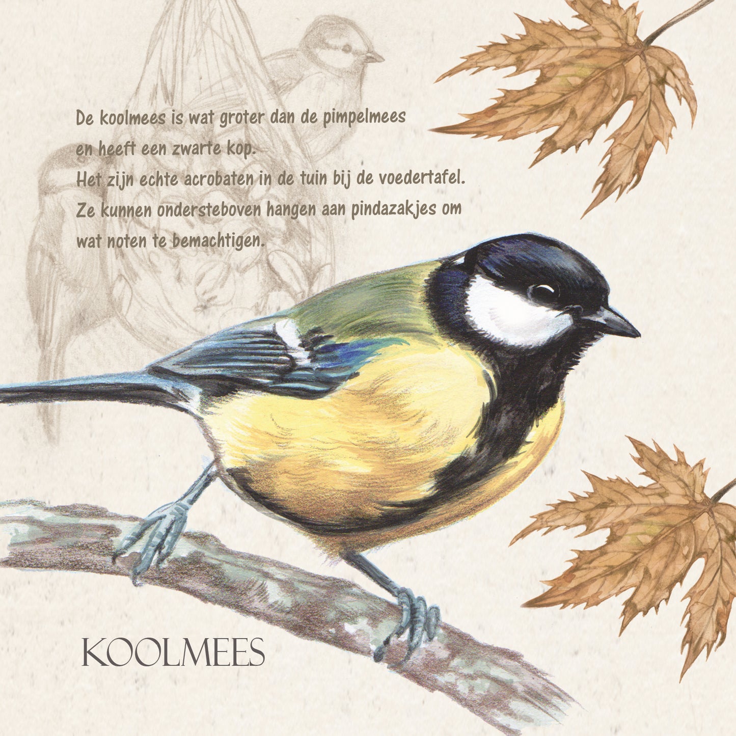 Vierkante kaart - Koolmees (Vogels)