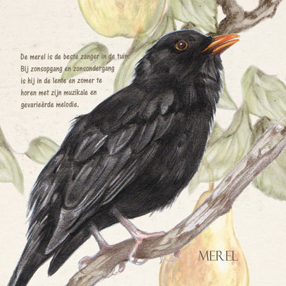 Vierkante kaart - Merel (Vogel)