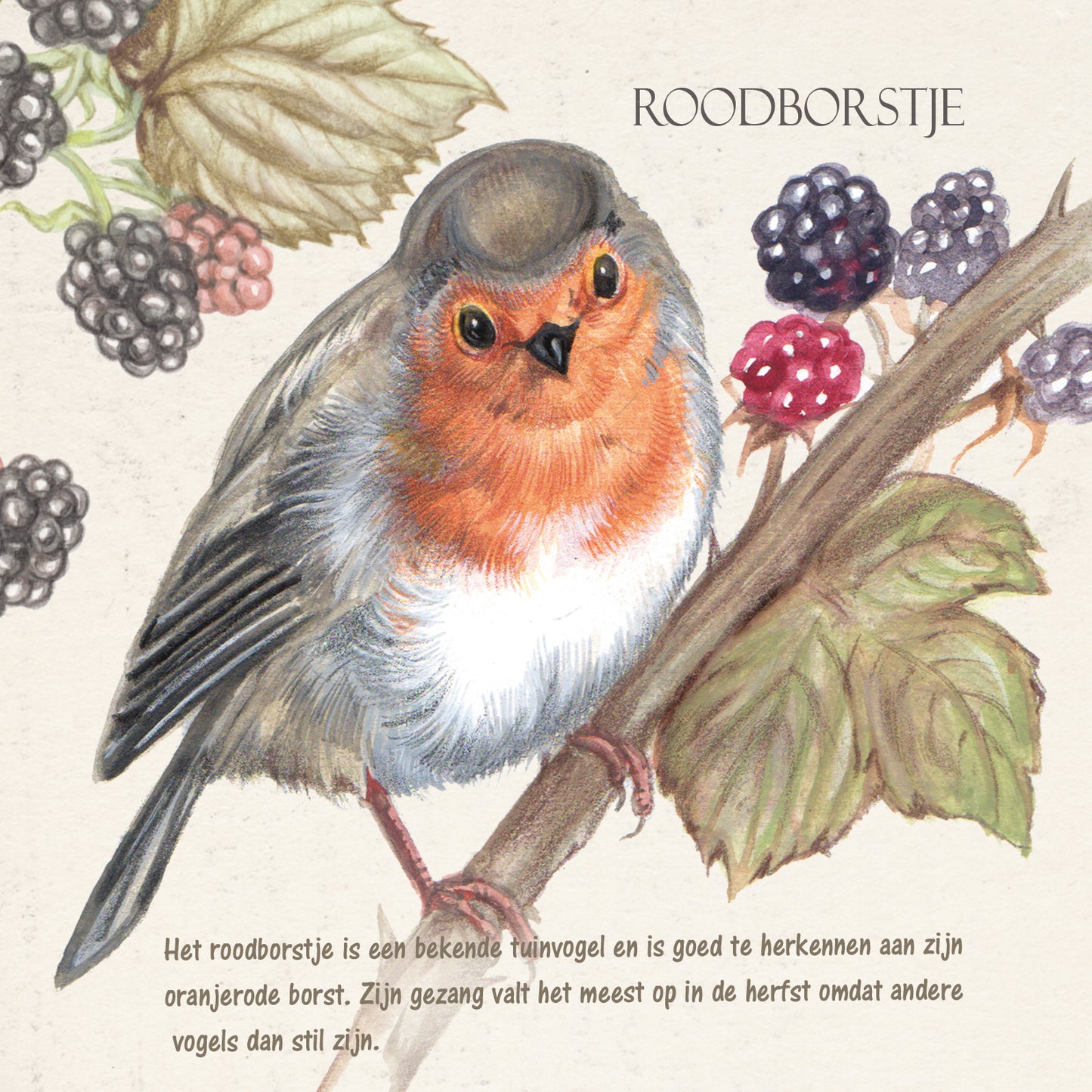 Vierkante kaart - Roodborst (vogel print)