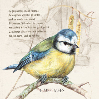 Vierkante kaart - Pimpelmees (Vogel)