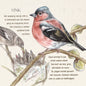 Vierkante kaart - Vink (Vogels)
