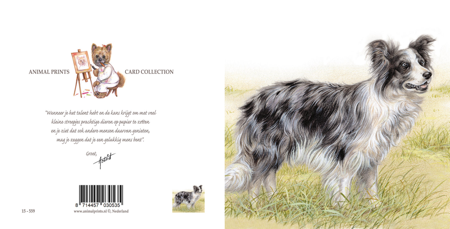Quadratische Karte - Ein wunderschöner Border Collie, blue Merle