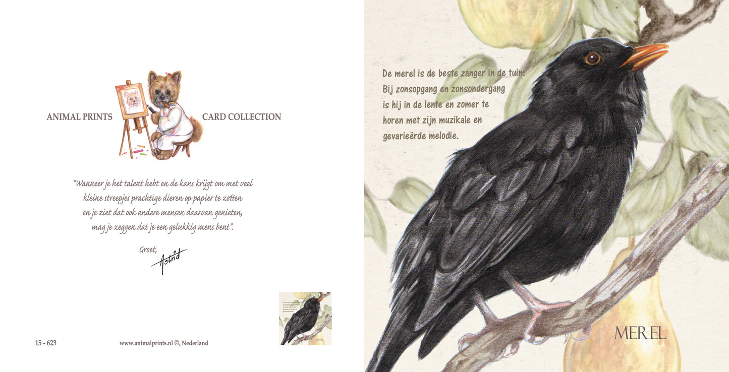 Vierkante kaart - Merel (Vogel)