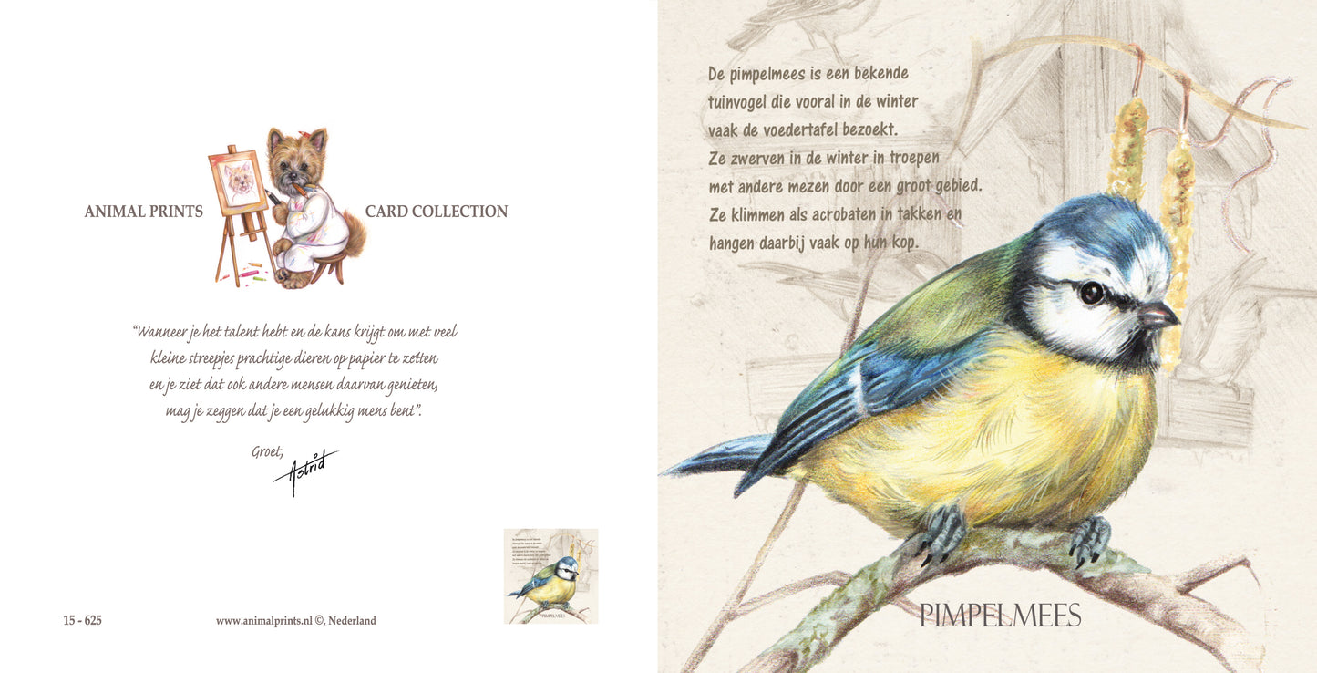 Vierkante kaart - Pimpelmees (Vogel)