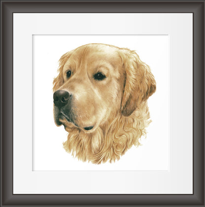 Reproduktion "Golden Retriever".